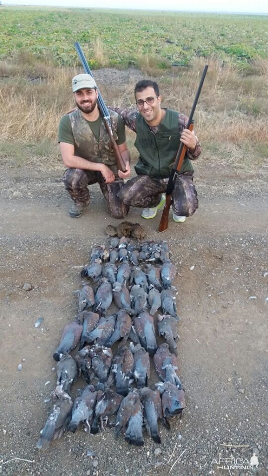 Speckled Pigeon South Africa Wing Shooting