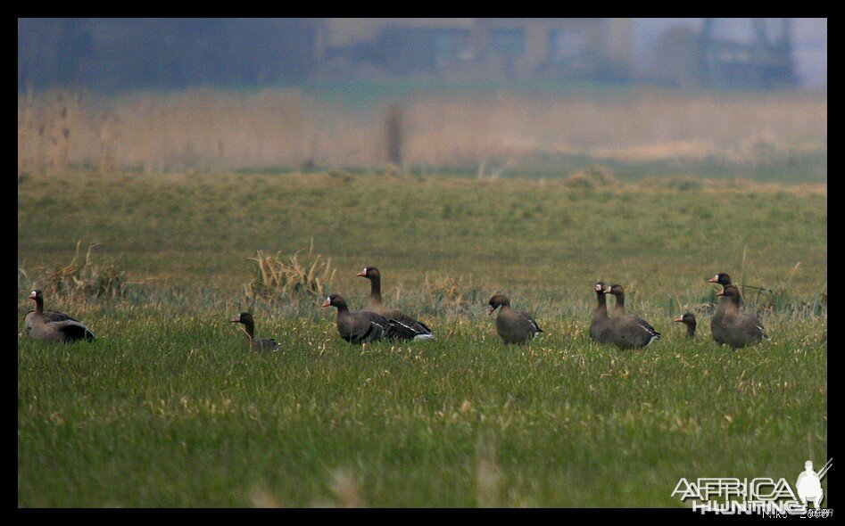 Specks in France