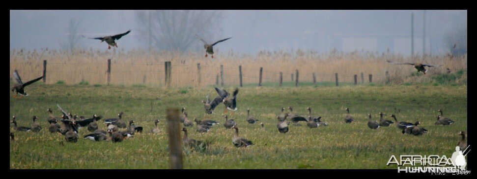 Specks in France