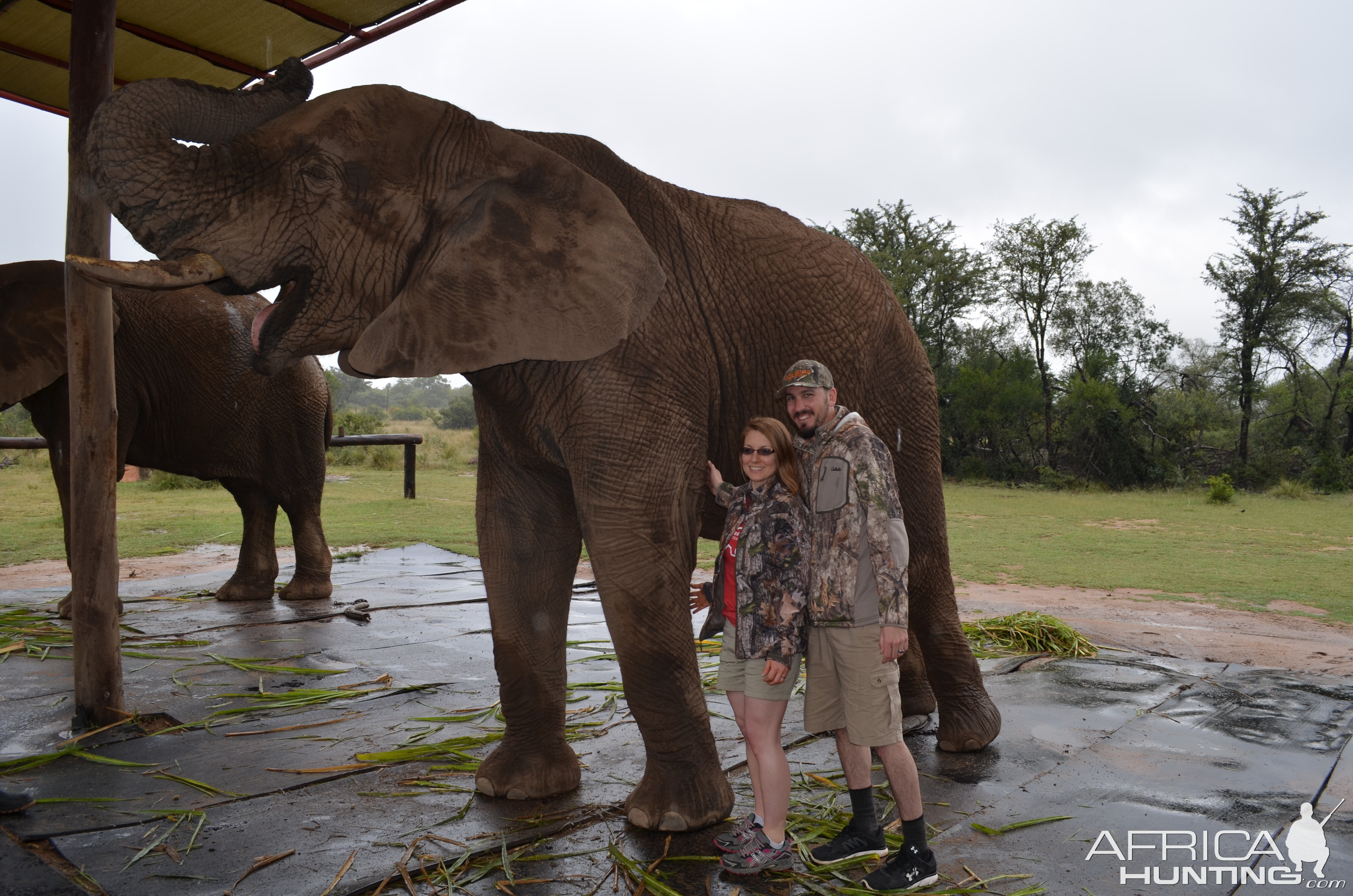 Spending some time with the Elephants