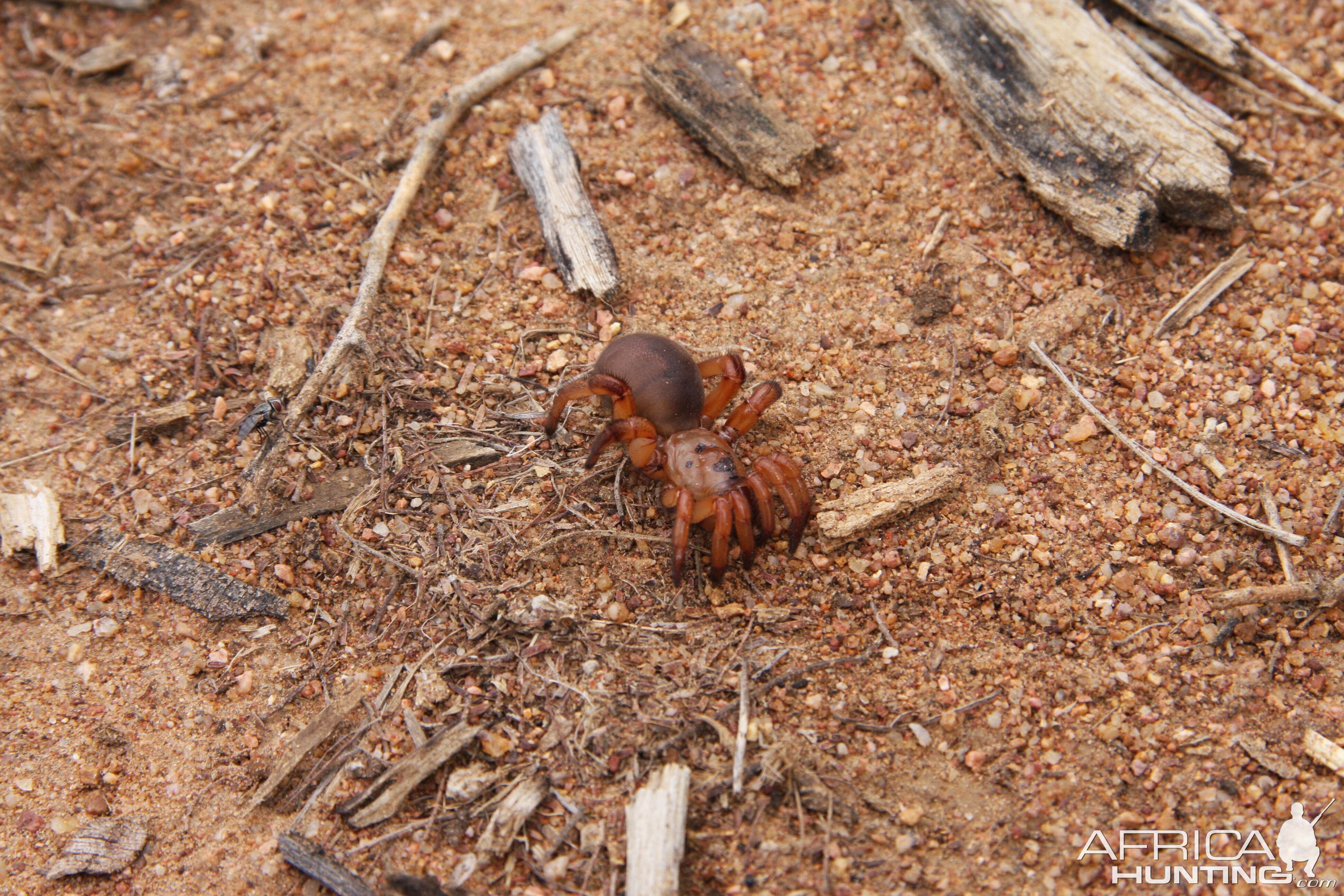 Spider, Namibia