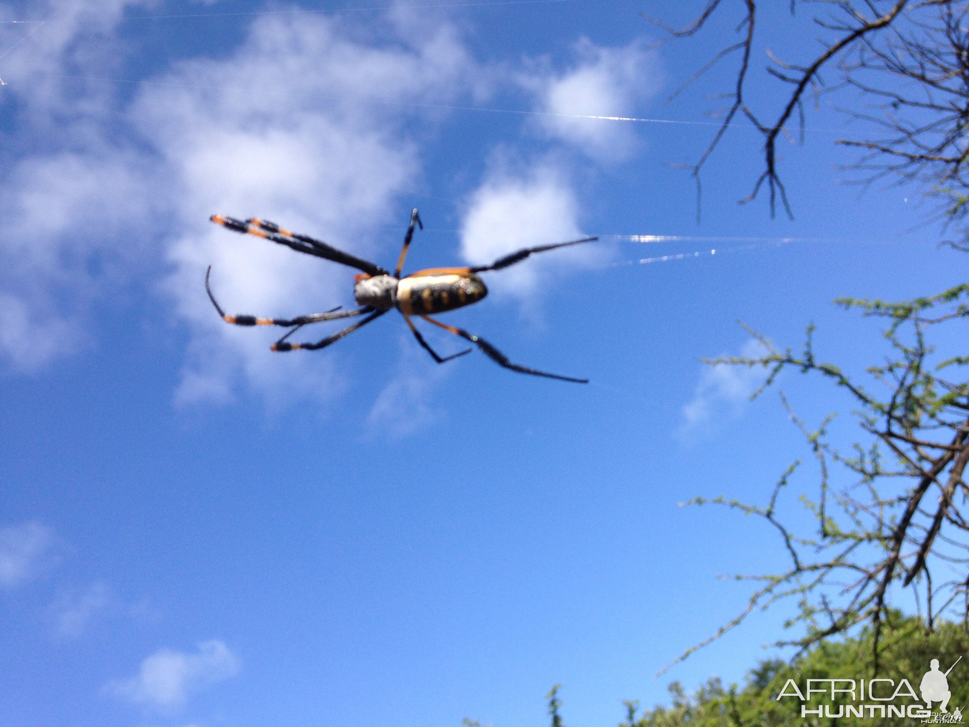 Spiders were out in force with the heavy rains this year