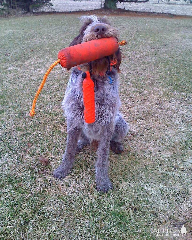 Spinone Italiano Dog