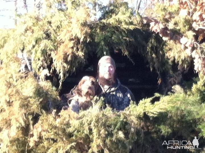 Spinone Italiano Hunting Dog