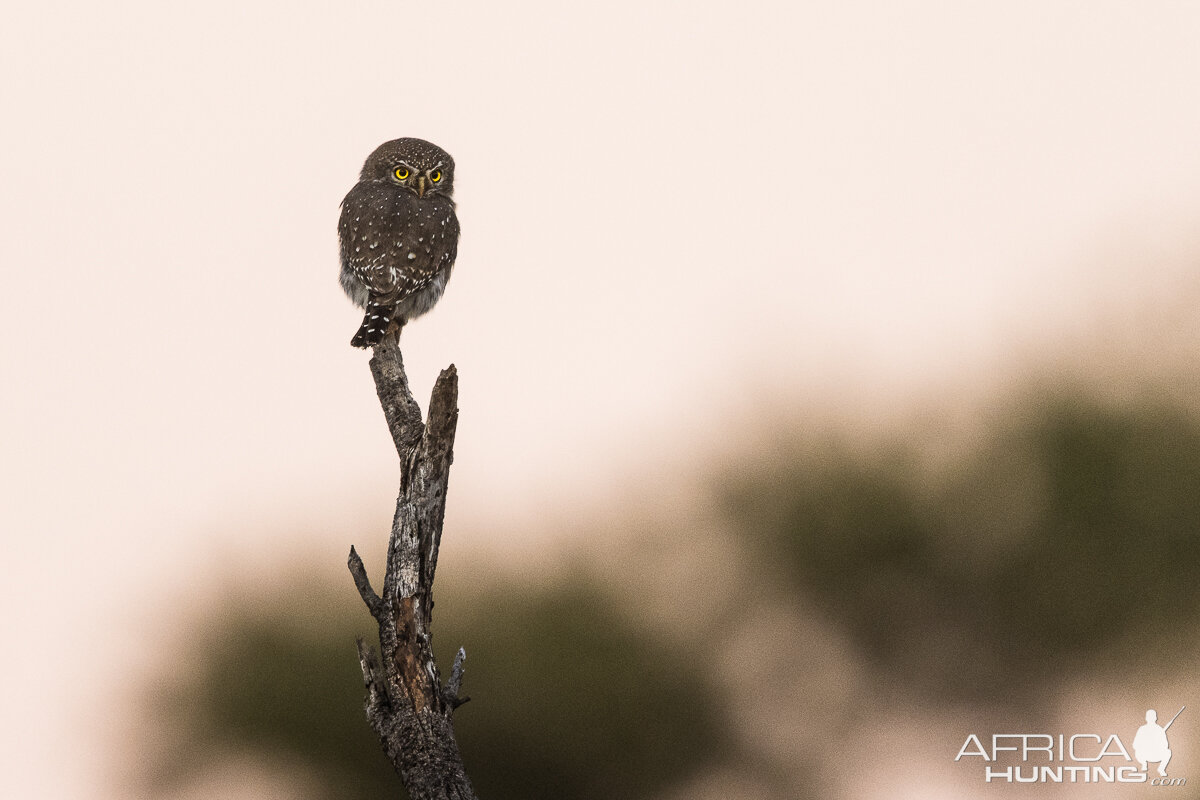 Spotted-Eagle Owl South Africa