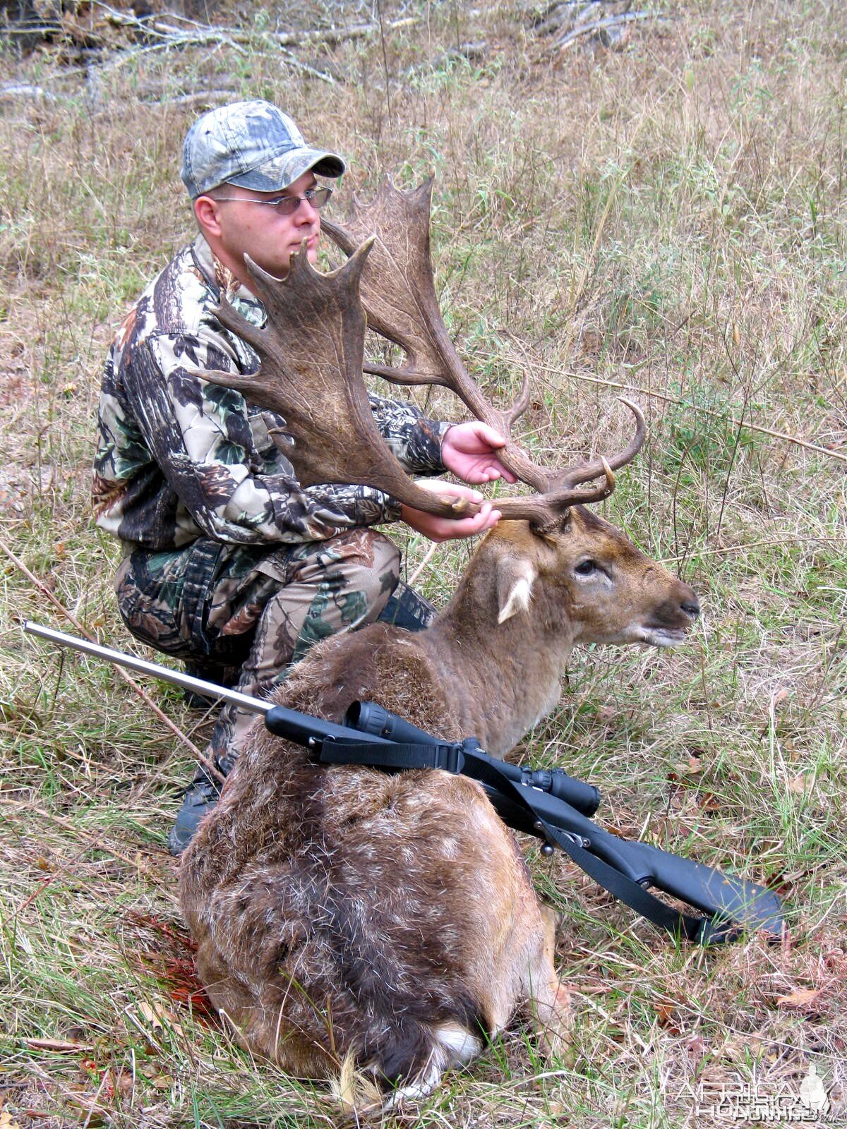 Spotted Fallow