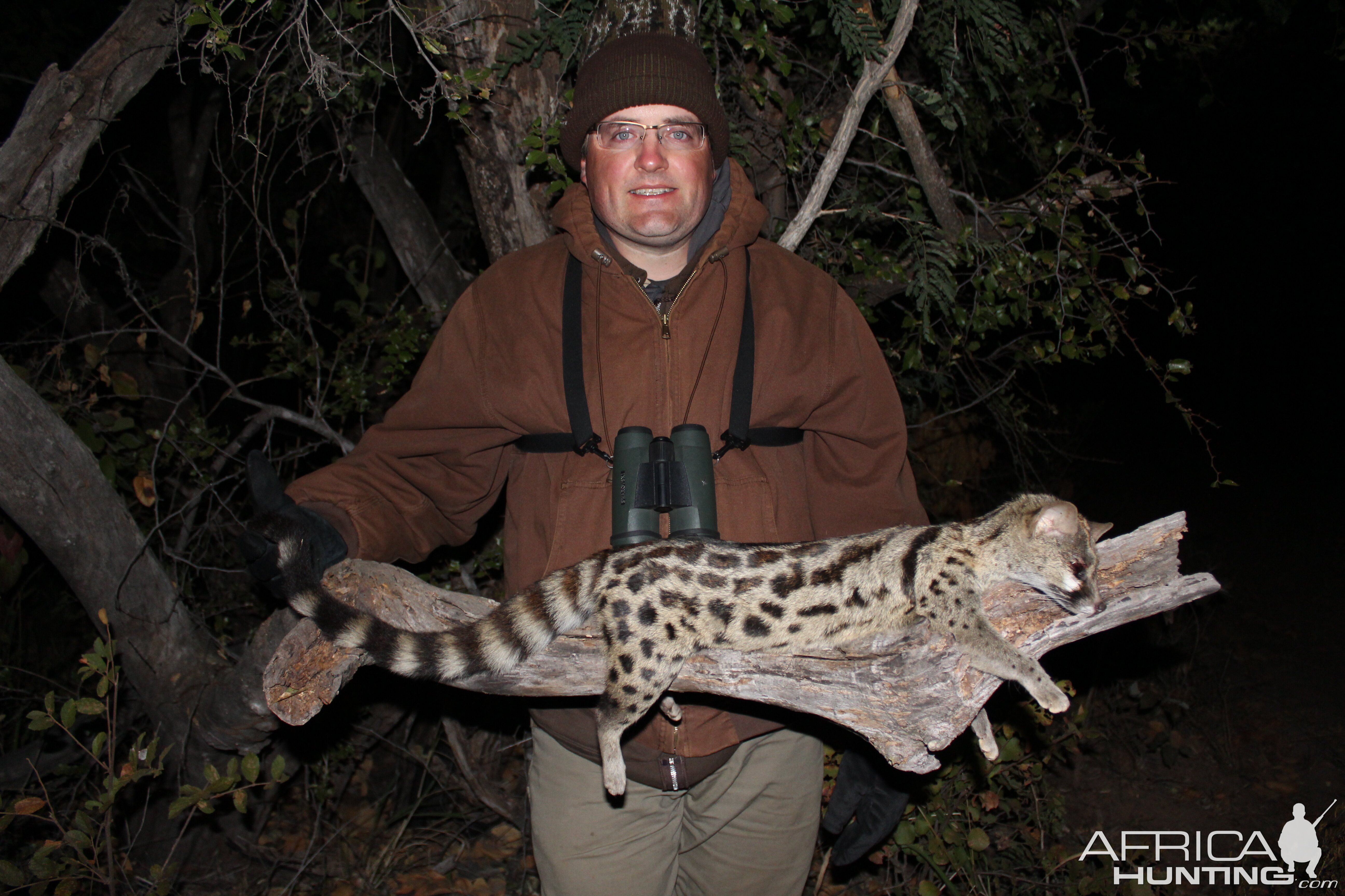 Spotted Genet Cat Hunting South Africa