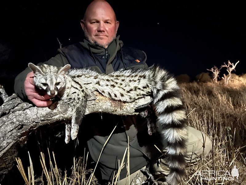 Spotted Genet Hunt Eastern Cape South Africa