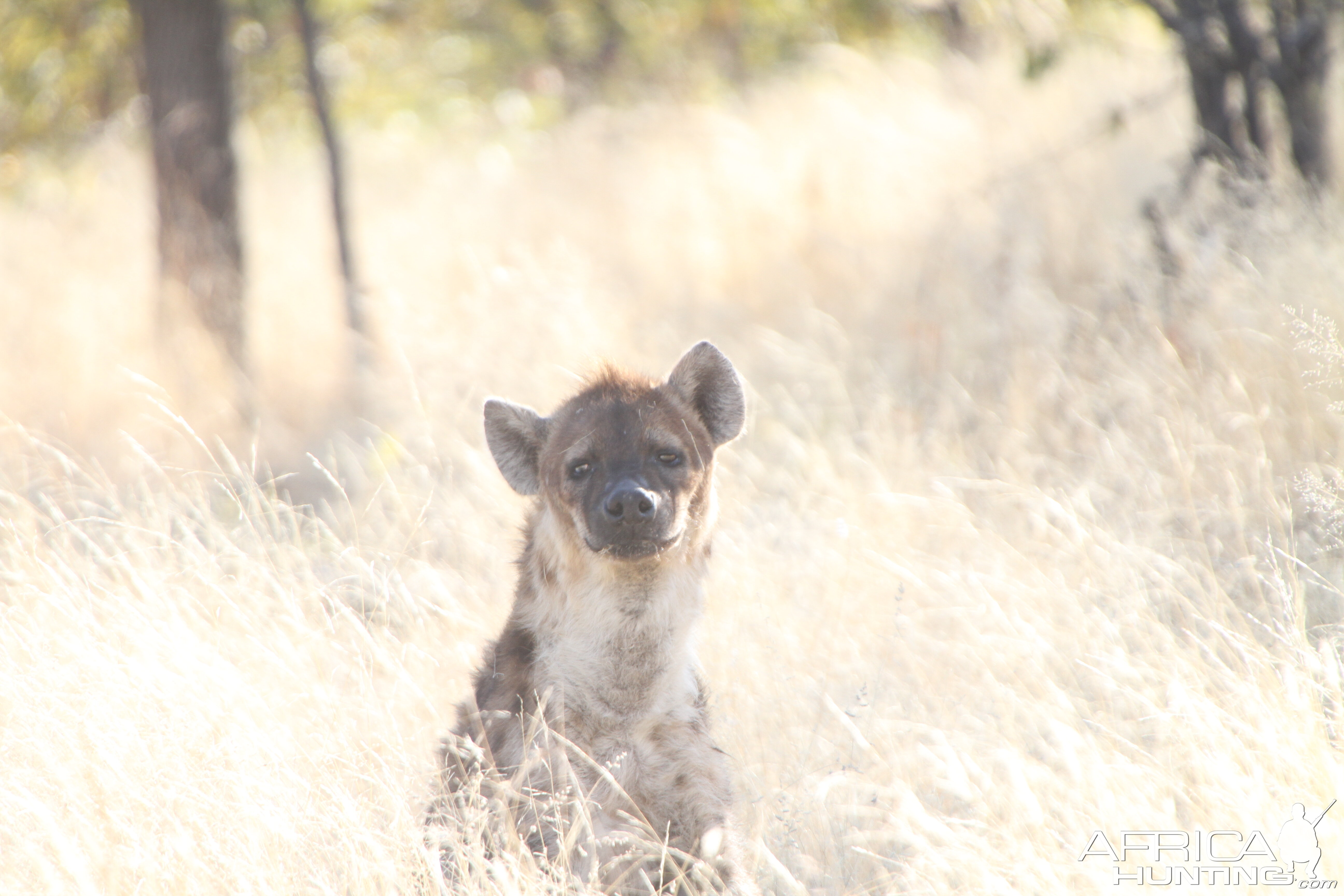 Spotted Hyena at Etosha National Park