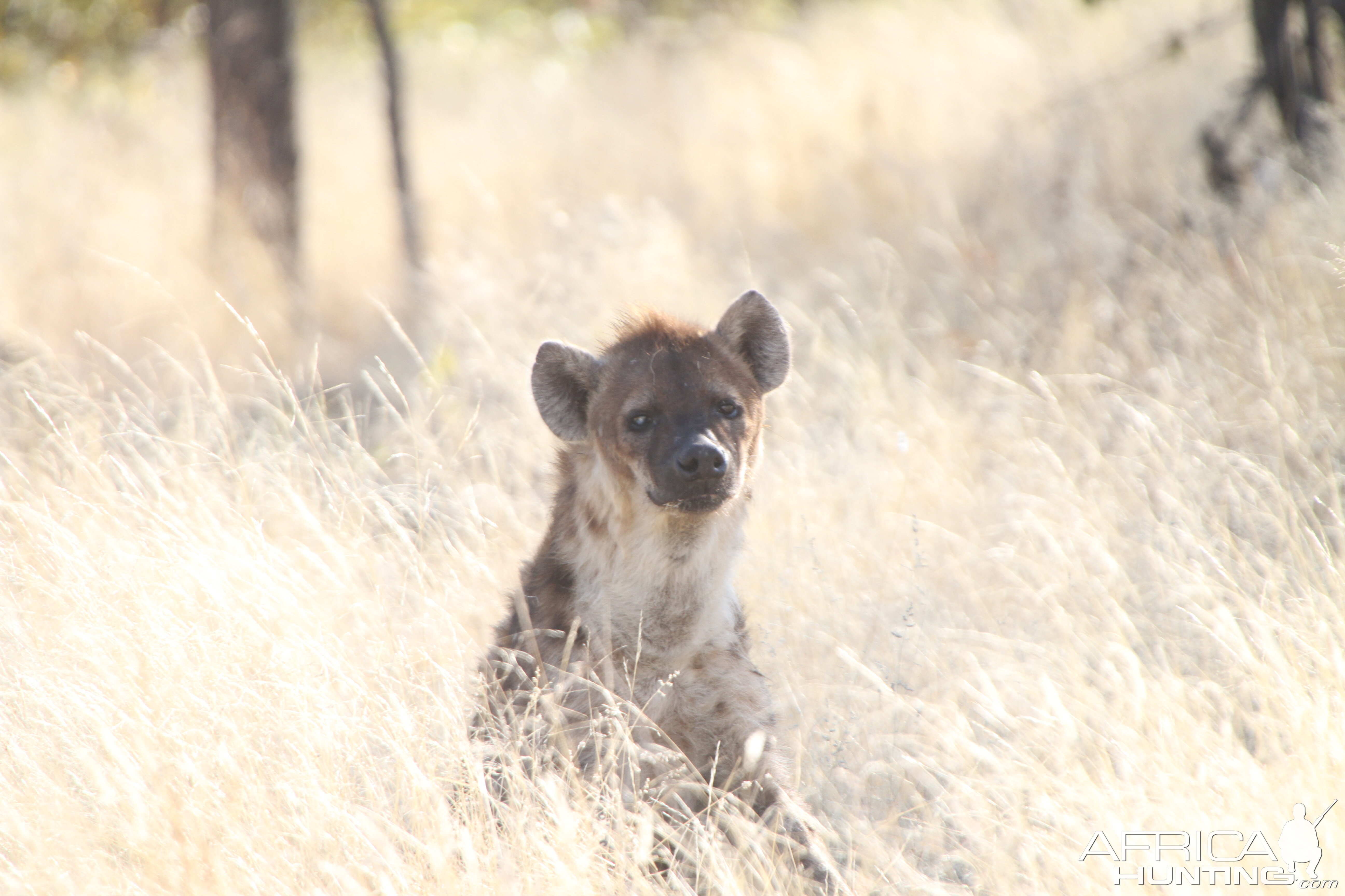 Spotted Hyena at Etosha National Park