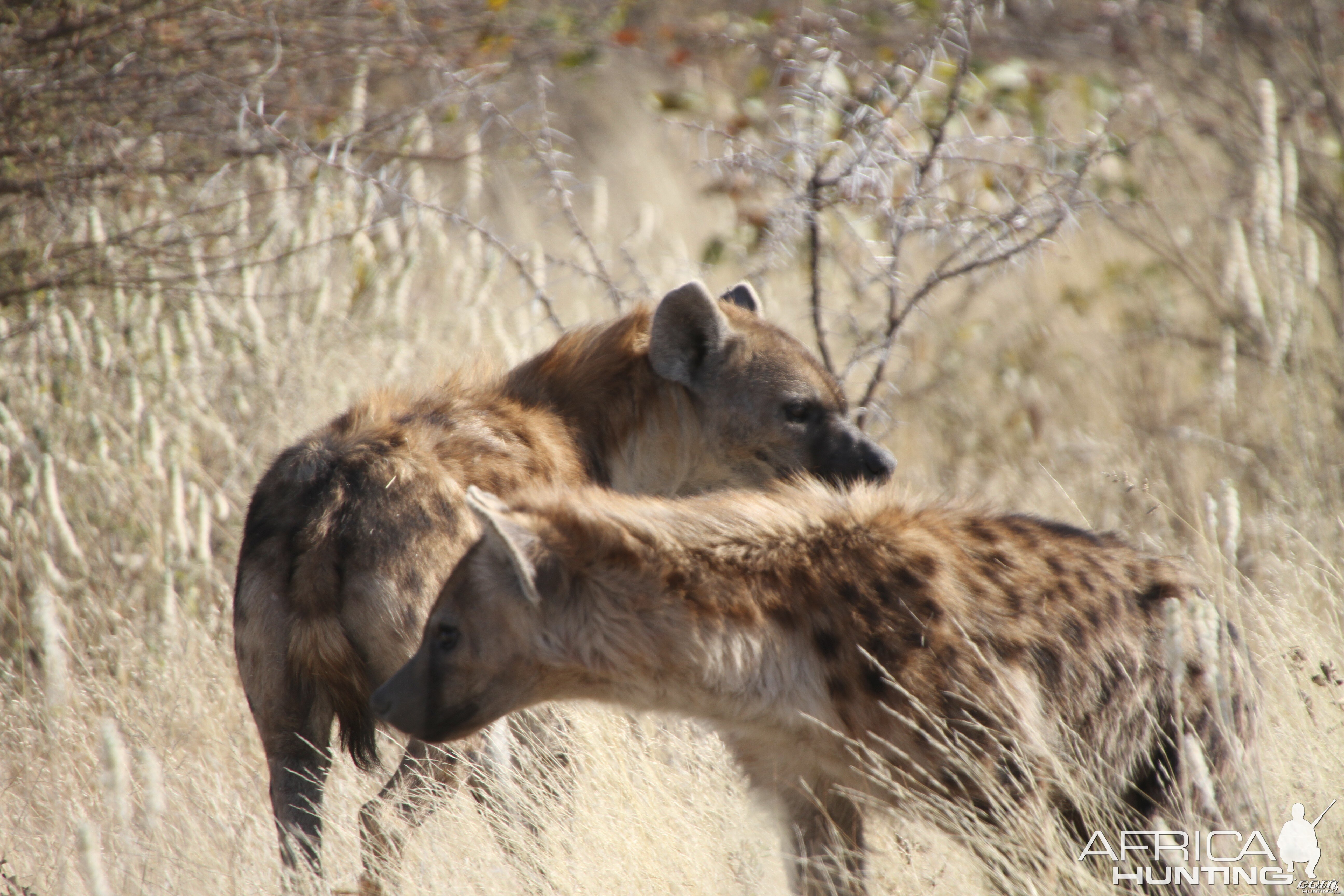 Spotted Hyena at Etosha National Park