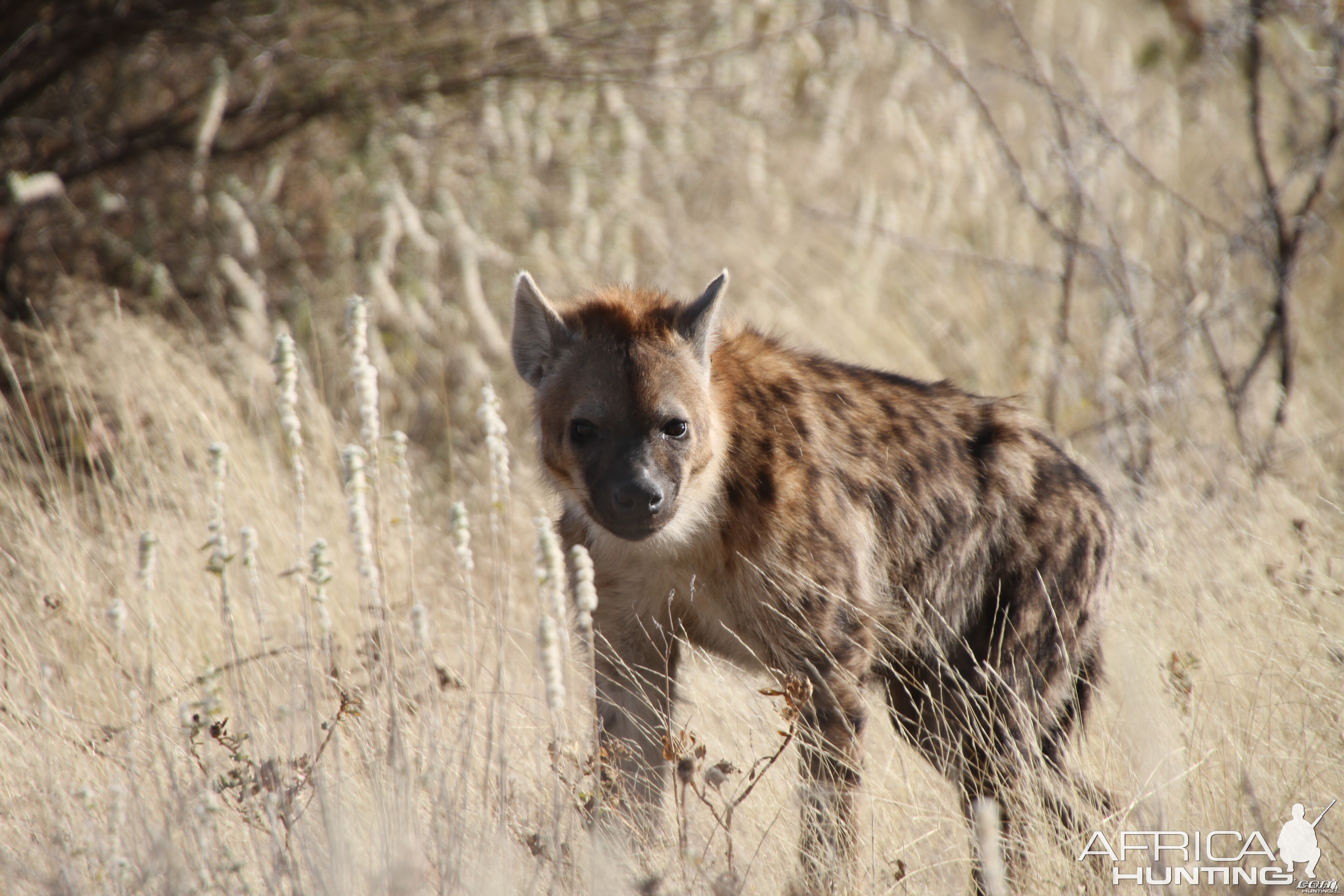 Spotted Hyena at Etosha National Park