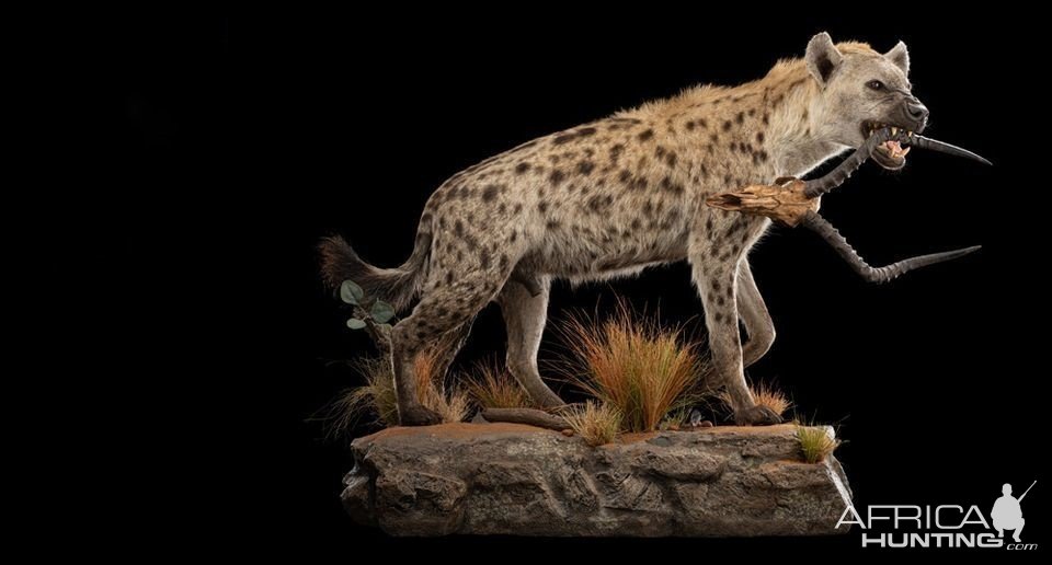 Spotted Hyena Full Mount & Impala Skull Taxidermy