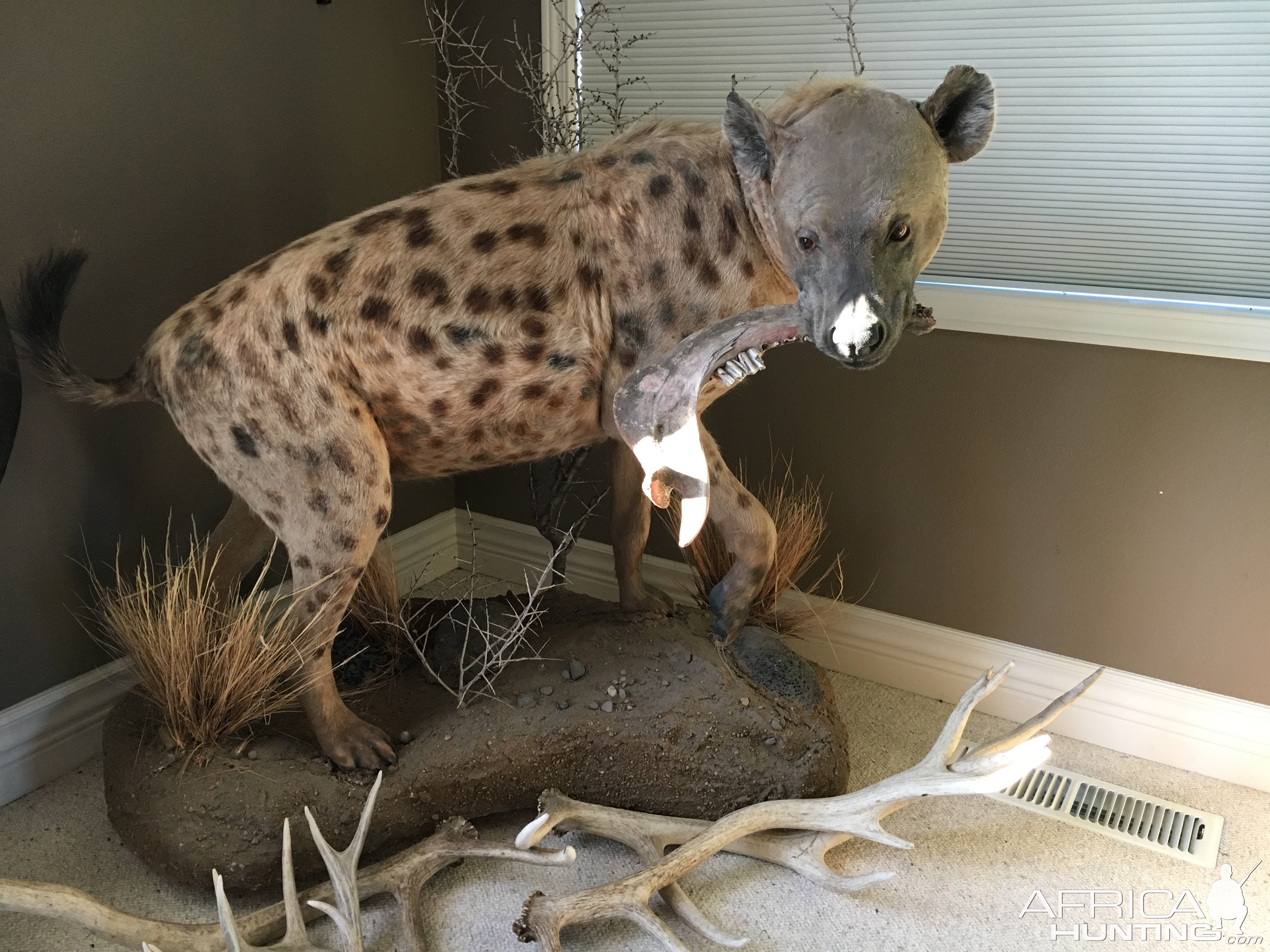 Spotted Hyena Full Mount Taxidermy