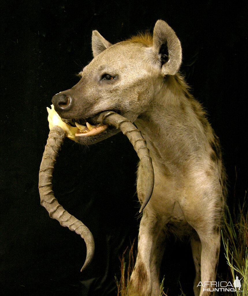 Spotted Hyena Full Mount Taxidermy