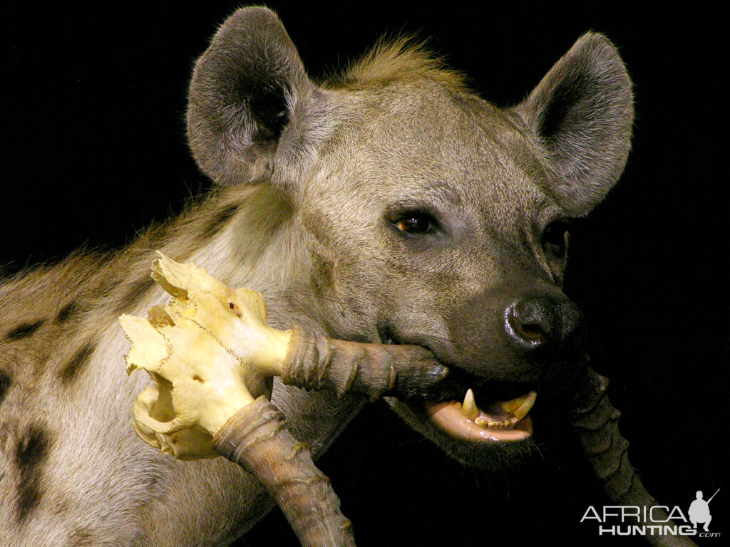 Spotted Hyena Full Mount Taxidermy