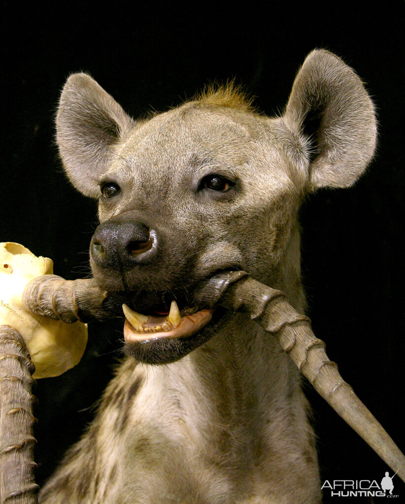 Spotted Hyena Full Mount Taxidermy