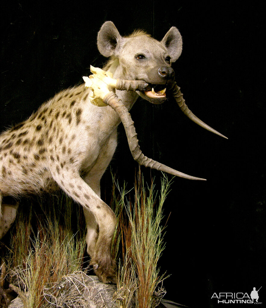 Spotted Hyena Full Mount Taxidermy