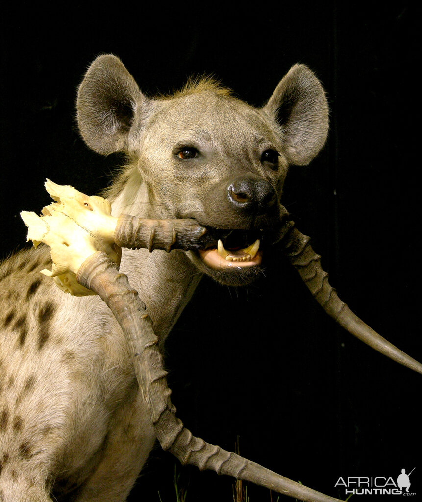 Spotted Hyena Full Mount Taxidermy