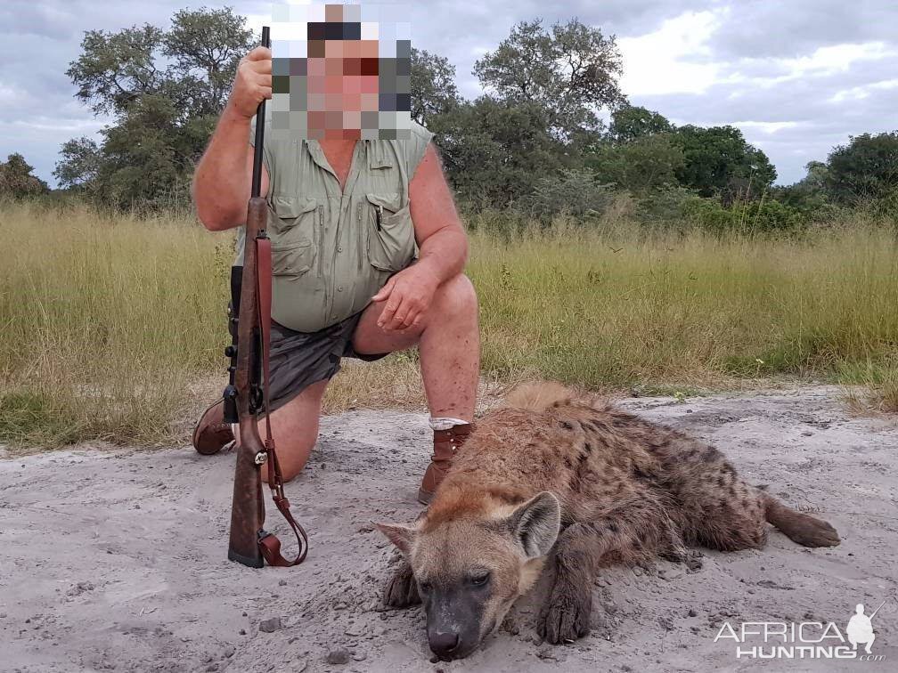 Spotted Hyena Hunt in Namibia