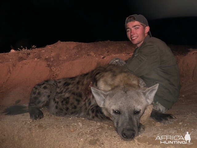 Spotted Hyena Hunt in South Africa