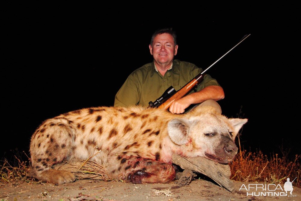 Spotted Hyena Hunt in South Africa