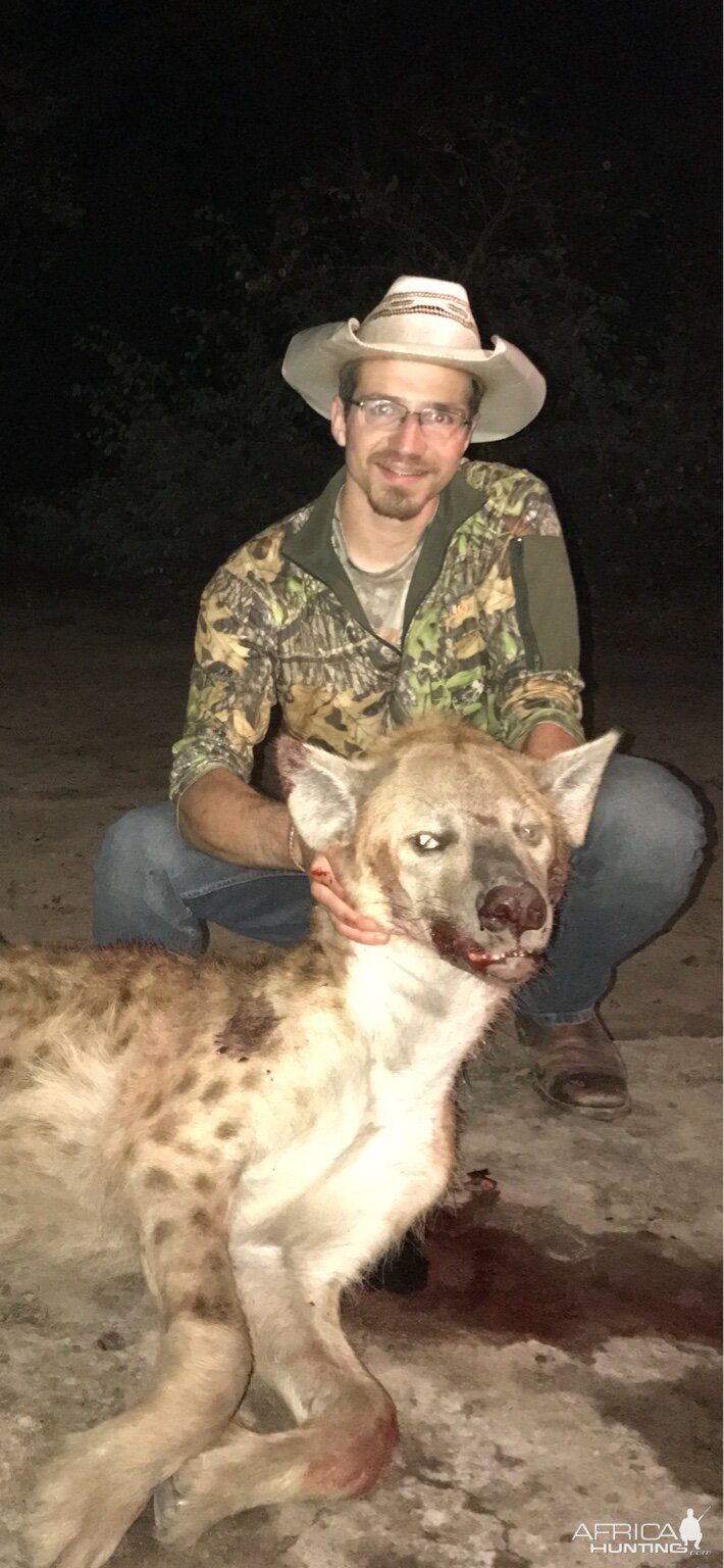 Spotted Hyena Hunt in Zimbabwe