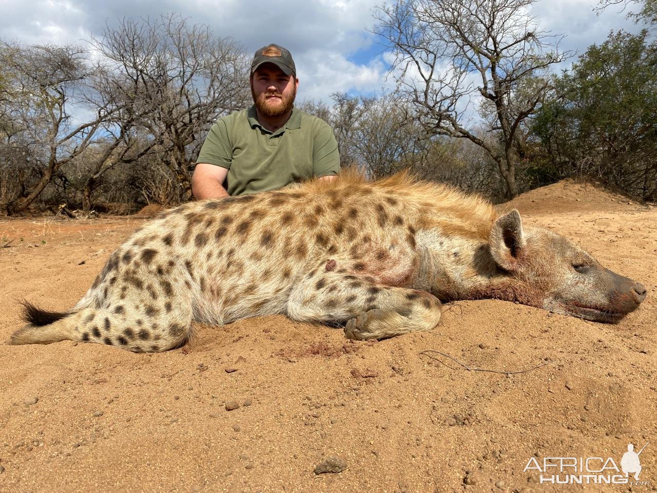 Spotted Hyena Hunt Limpopo South Africa