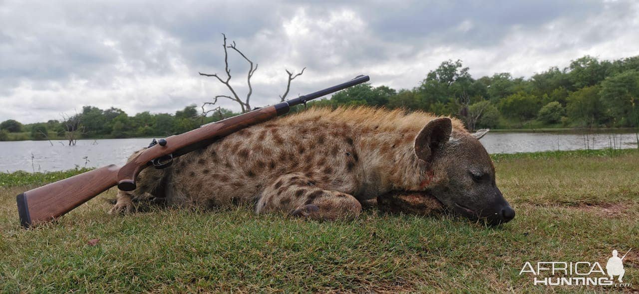 Spotted Hyena Hunt South Africa