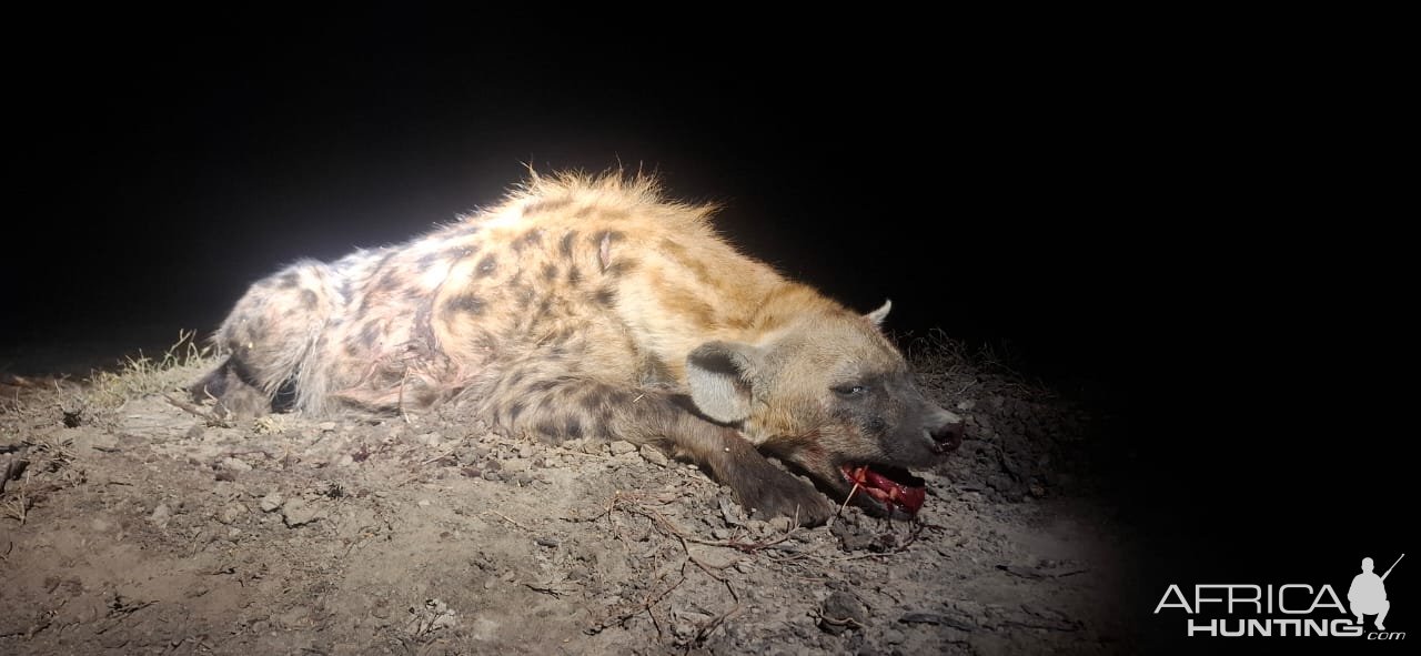 Spotted Hyena Hunt South Africa