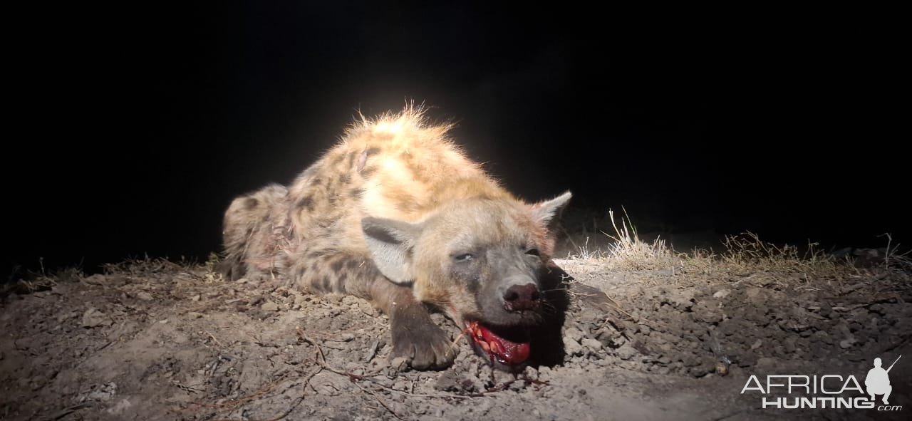 Spotted Hyena Hunt South Africa