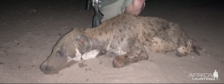 Spotted Hyena Hunt Zimbabwe