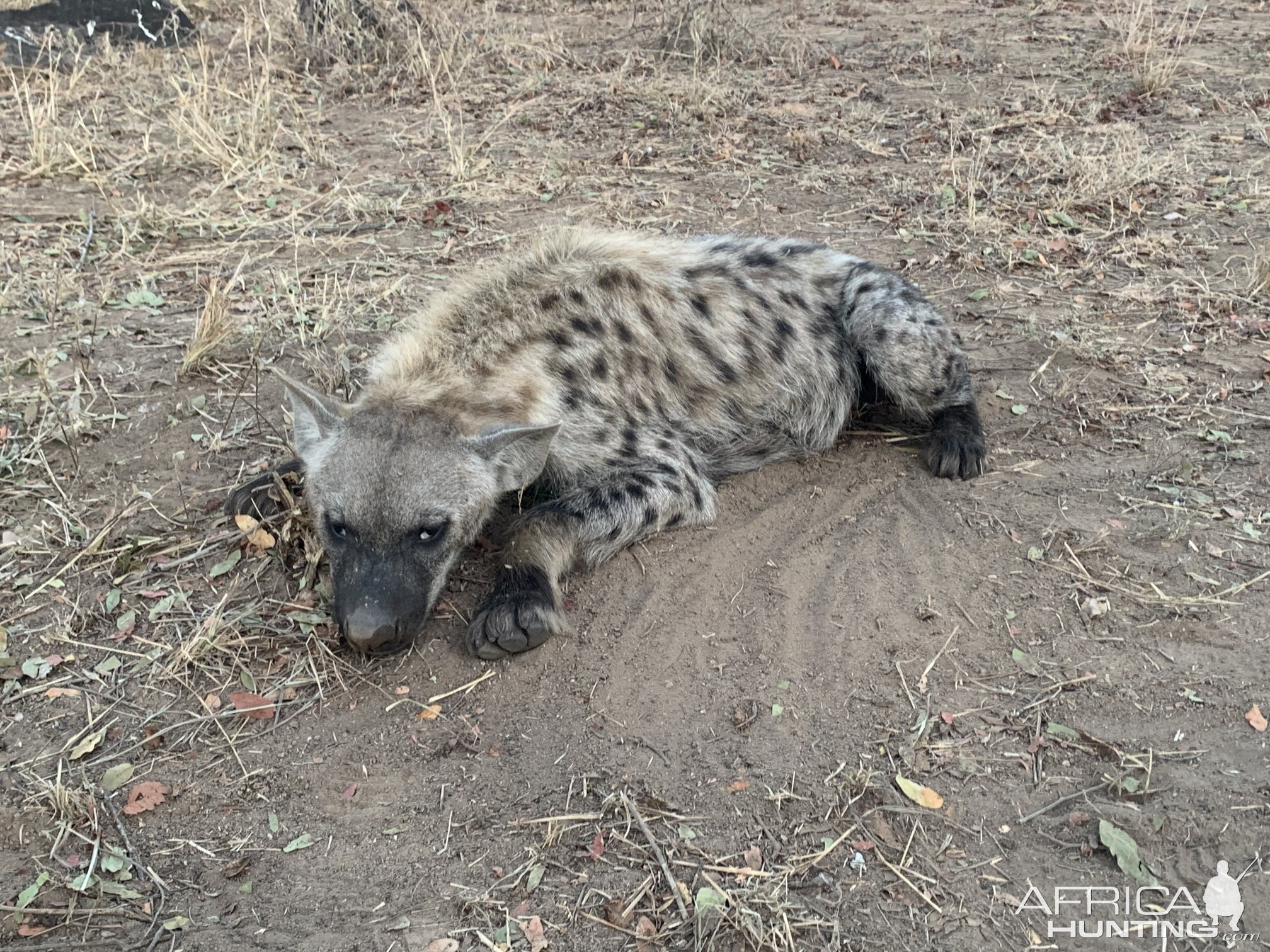 Spotted Hyena Hunt