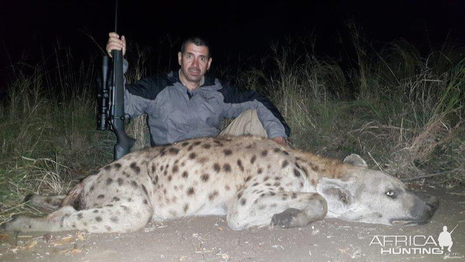 Spotted Hyena Hunting Mozambique