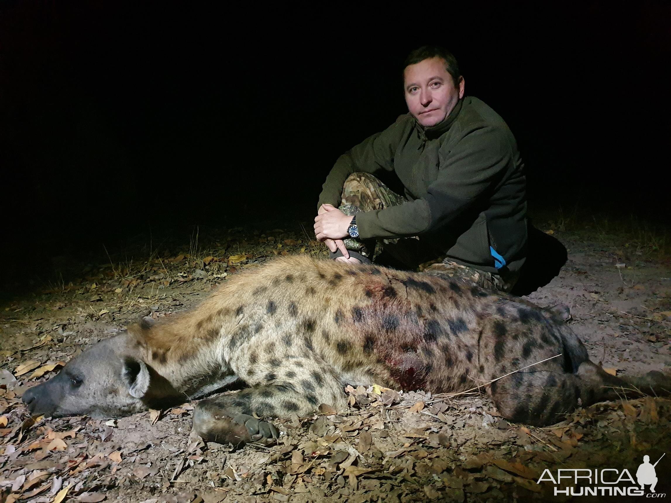 Spotted Hyena Hunting Mozambique