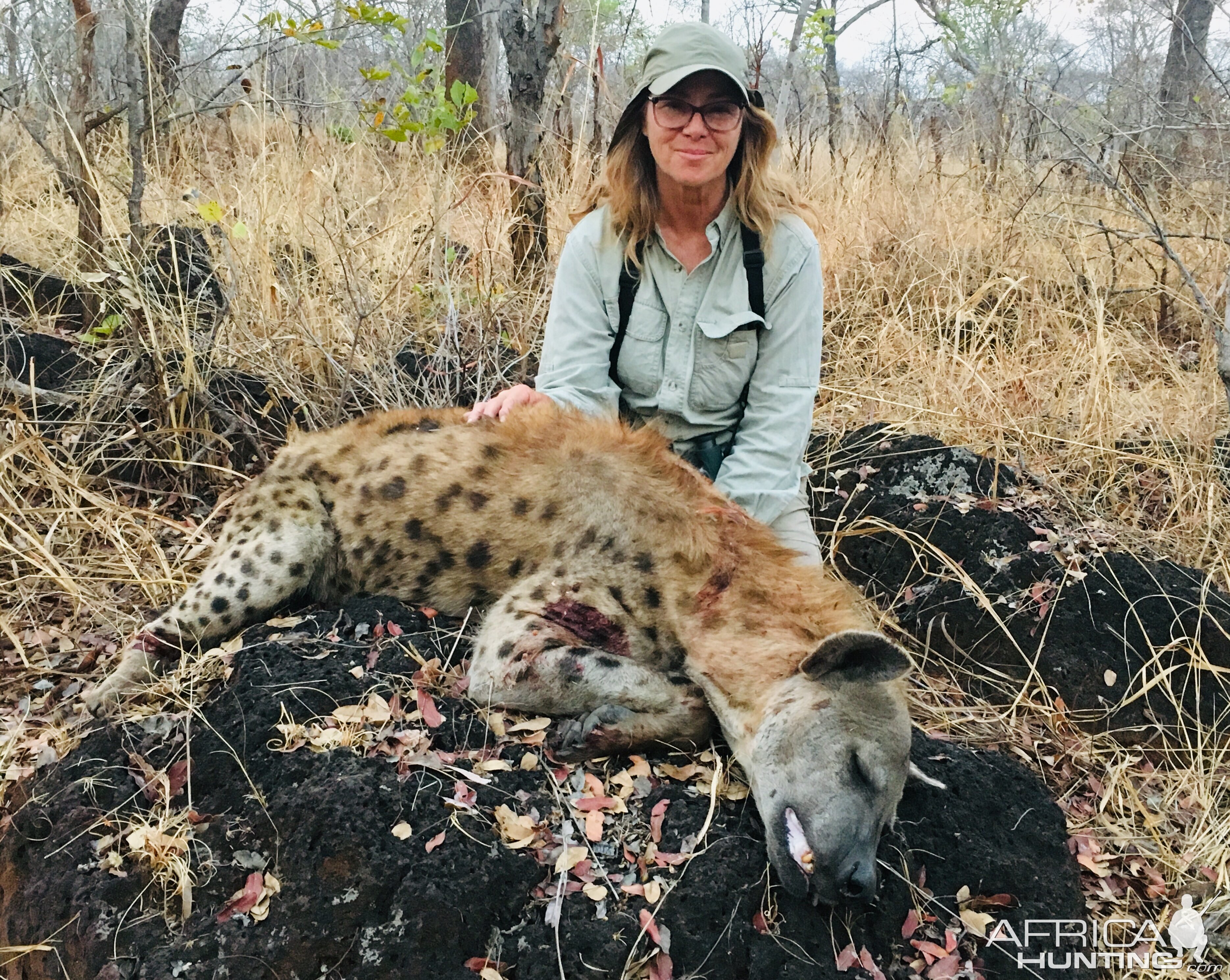 Spotted Hyena Hunting Tanzania