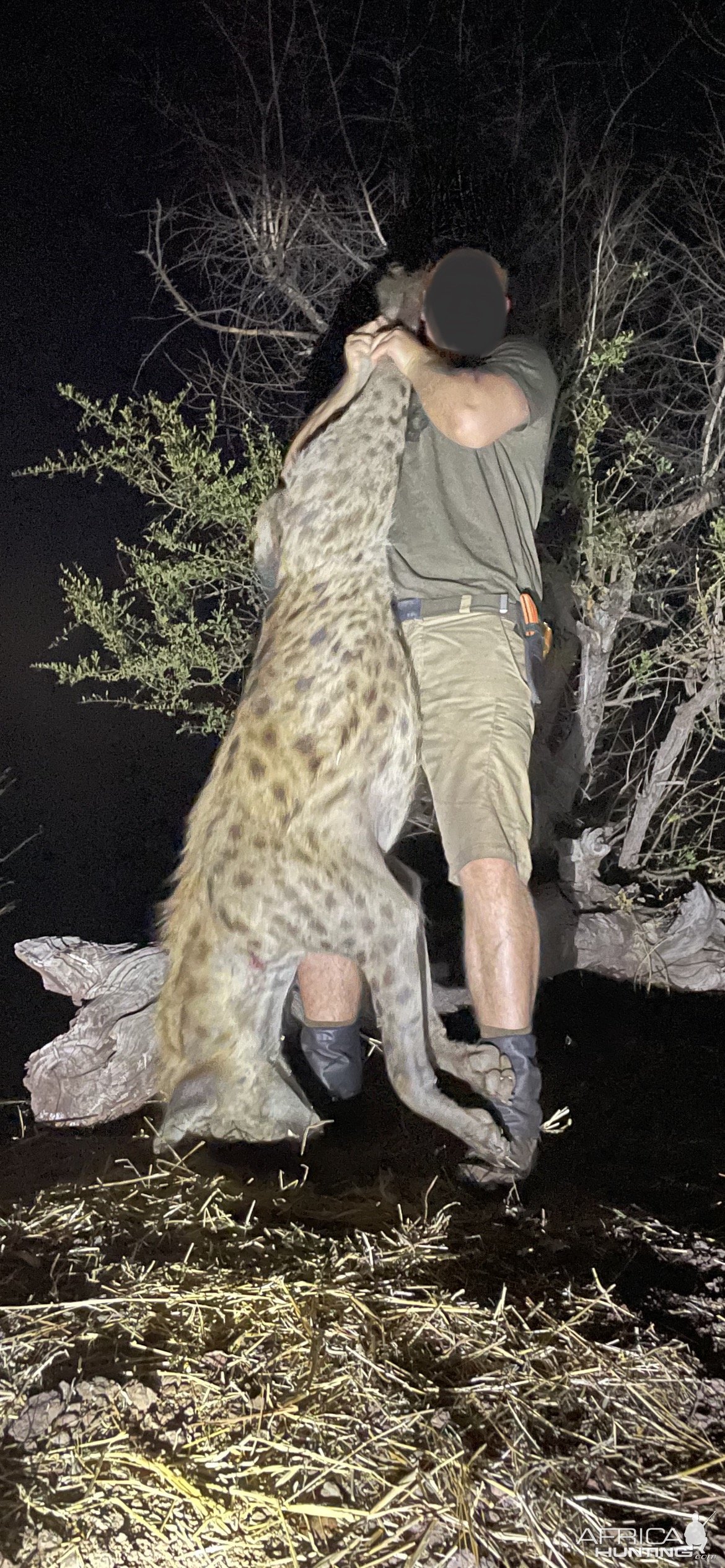 Spotted Hyena Hunting Zimbabwe