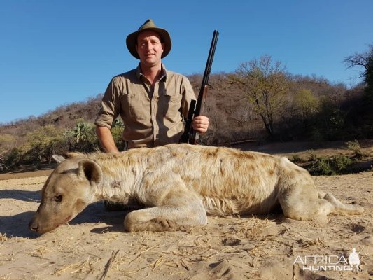 Spotted Hyena Hunting Zimbabwe