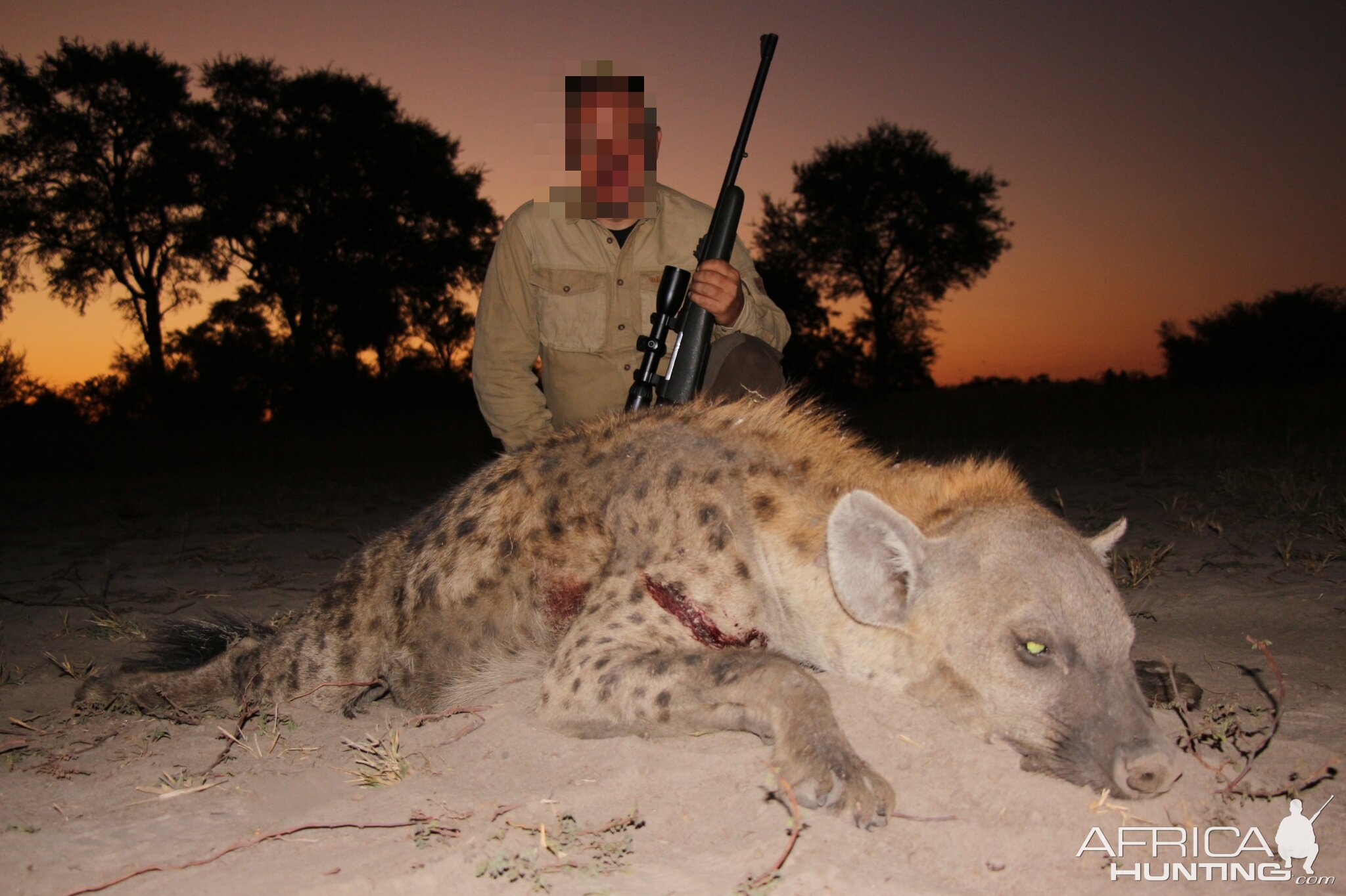 Spotted Hyena Hunting