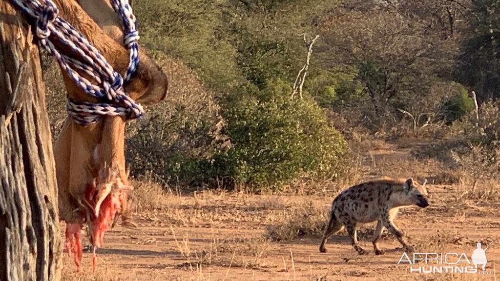 Spotted Hyena in South Africa