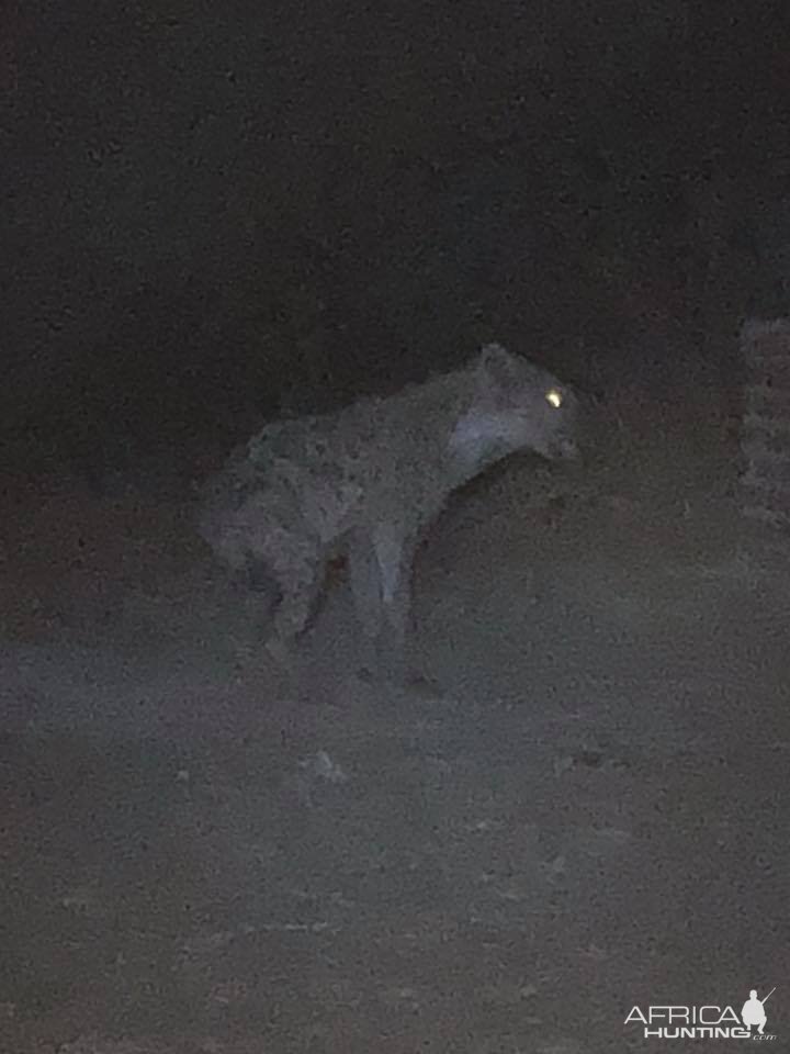 Spotted Hyena in Zimbabwe