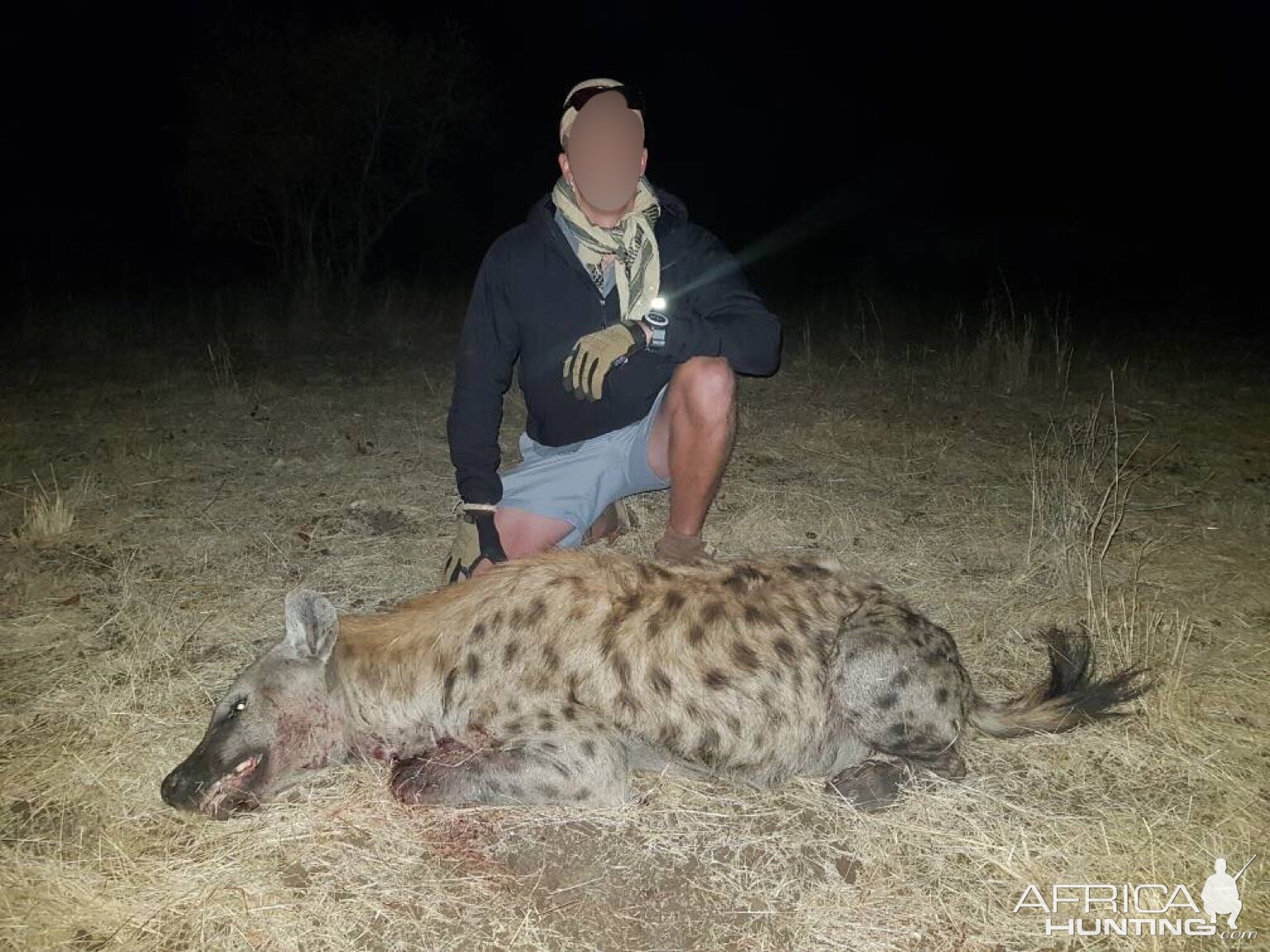 Spotted Hyena Matetsi Area ZimbabweHunt