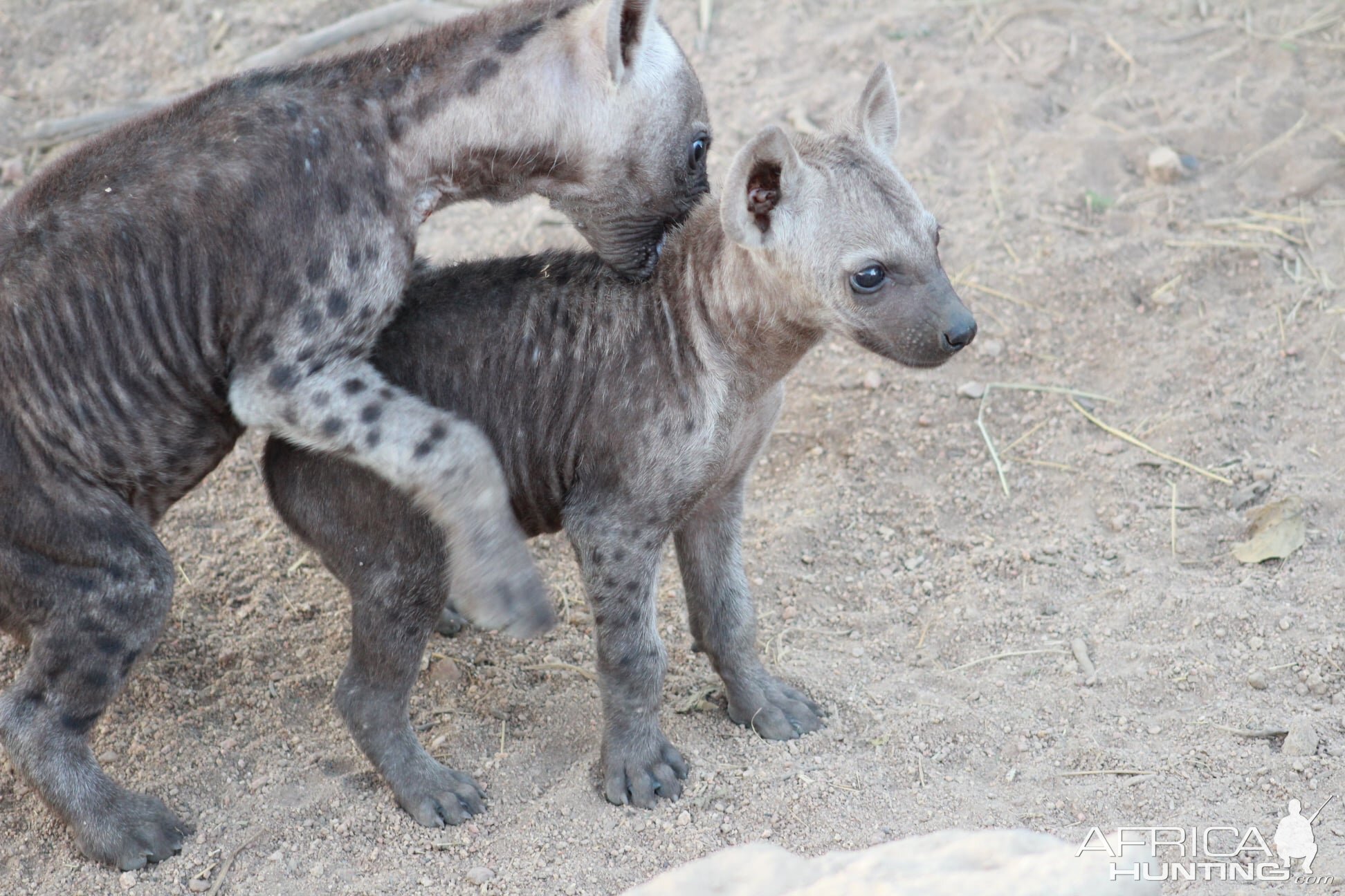 Spotted Hyena on Photo Safari South Africa