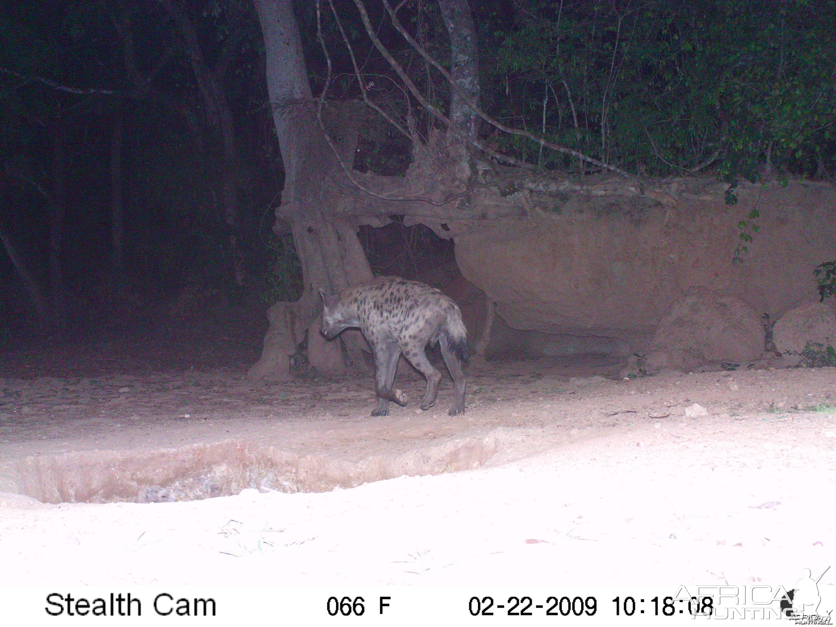 Spotted Hyena on Trail Camera