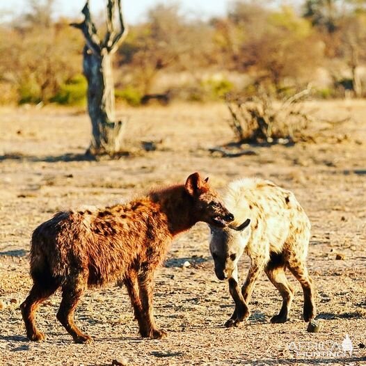 Spotted Hyena South Africa