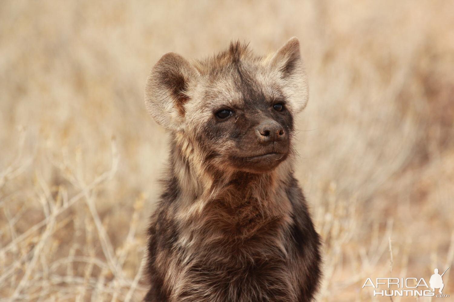 Spotted Hyena South Africa