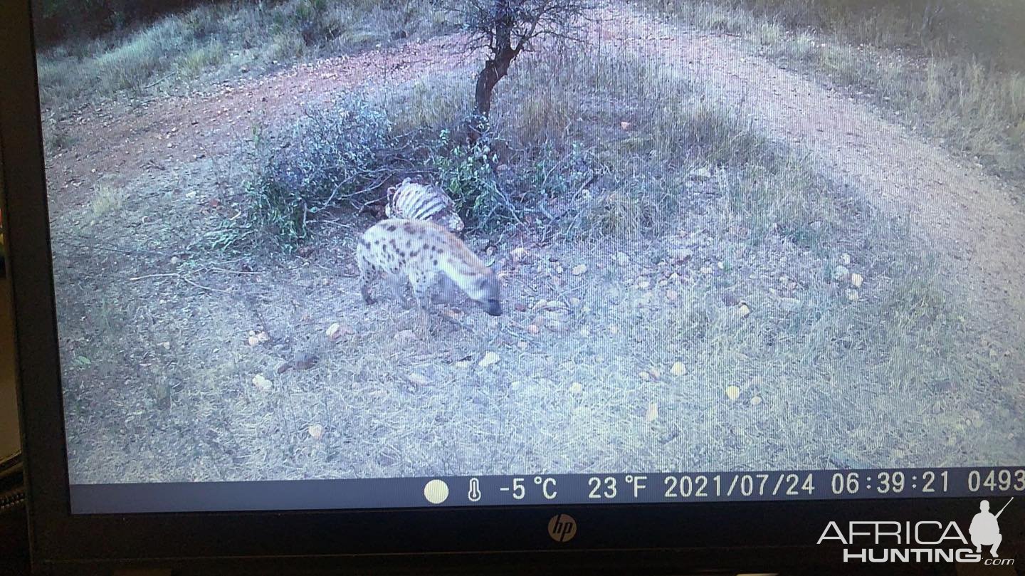 Spotted Hyena Trail Camera South Africa