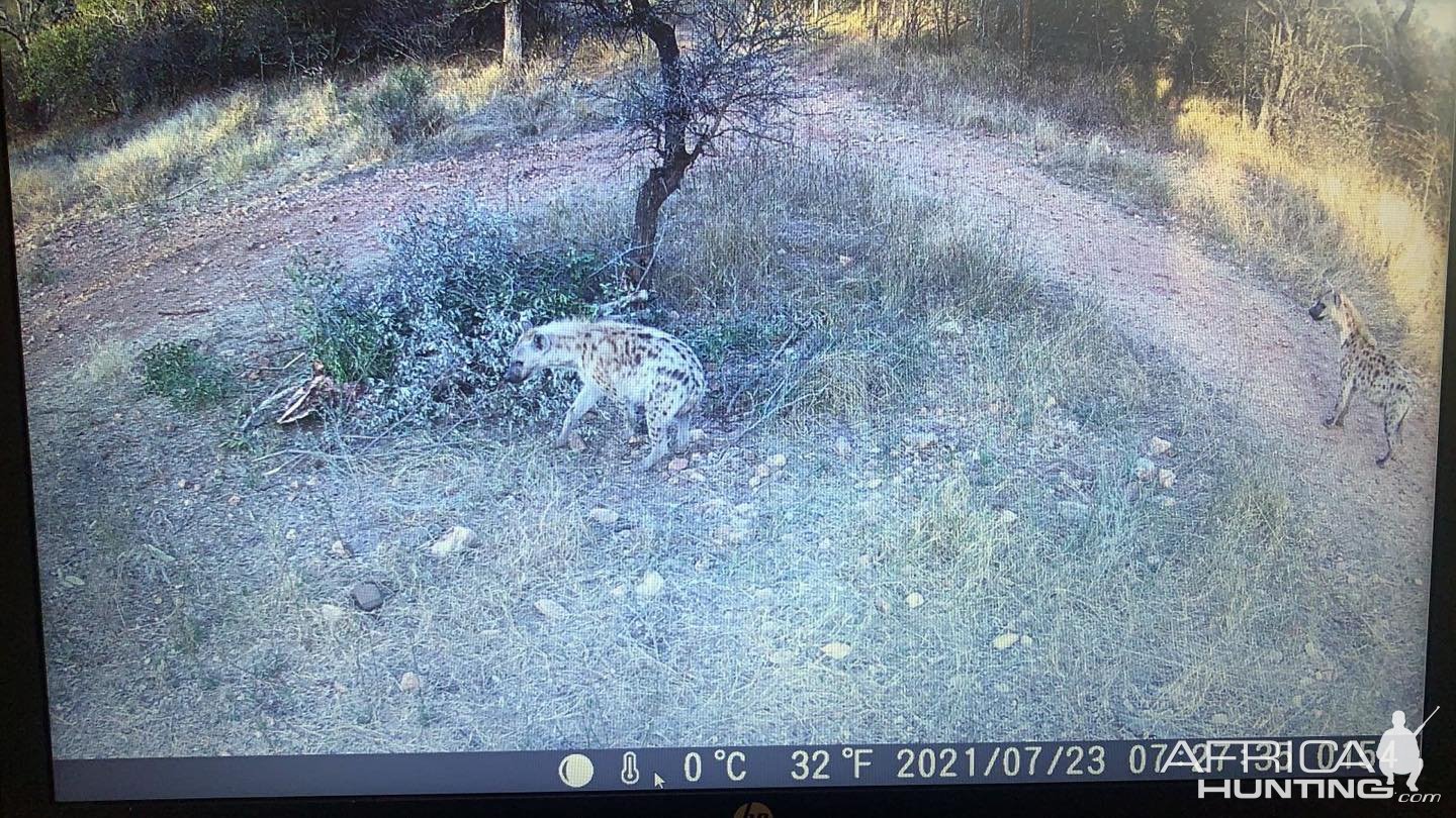 Spotted Hyena Trail Camera South Africa