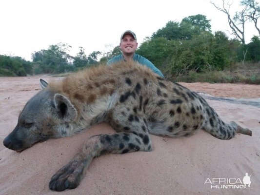 Spotted Hyena Zimbabwe Hunt