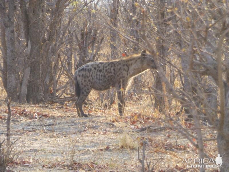 Spotted Hyena Zimbabwe Wildlife